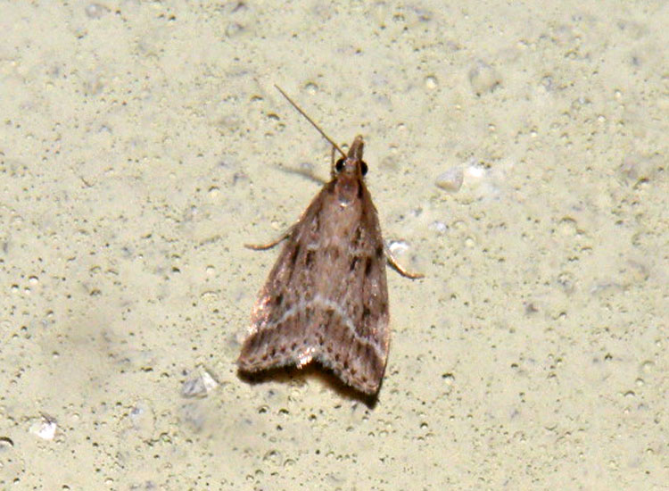 Pempeliella ornatella molto dubbia
